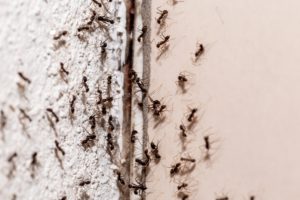 summer ants cover Bugs,On,The,Wall,,Coming,Out,Through,Crack,In,The