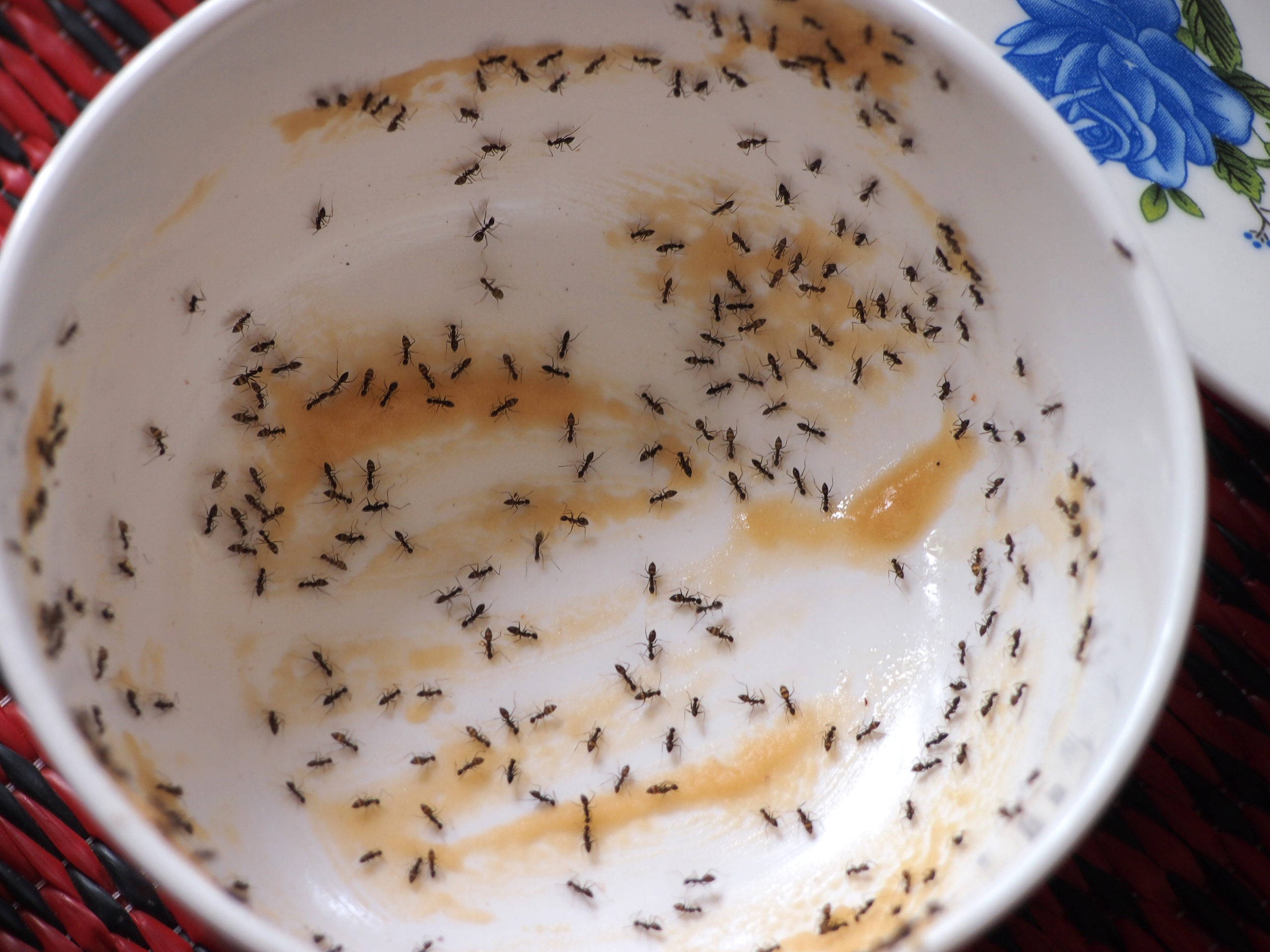 summer ants reasons scaled Why Do Ants Invade Every Summer?