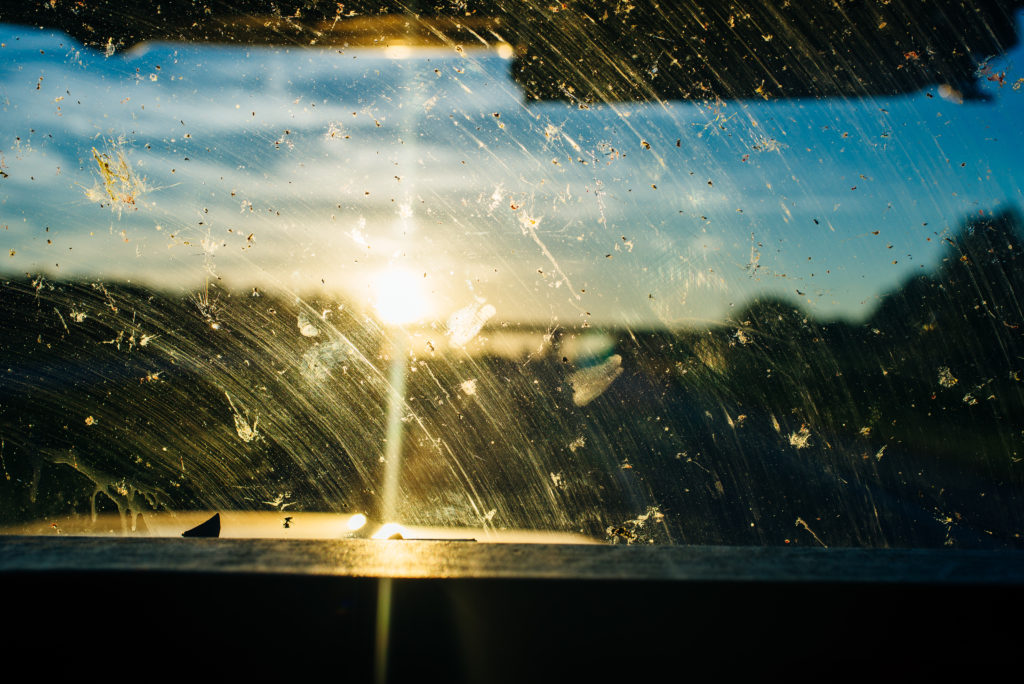 Ticks Windshield Bugs on the Windshield: What are They and Why are There So Much Less ...
