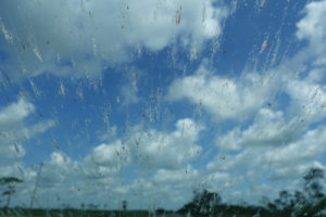 bug windshield general Car,Windshield,Covered,In,Smashed,Lovebugs,During,A,Short,Car