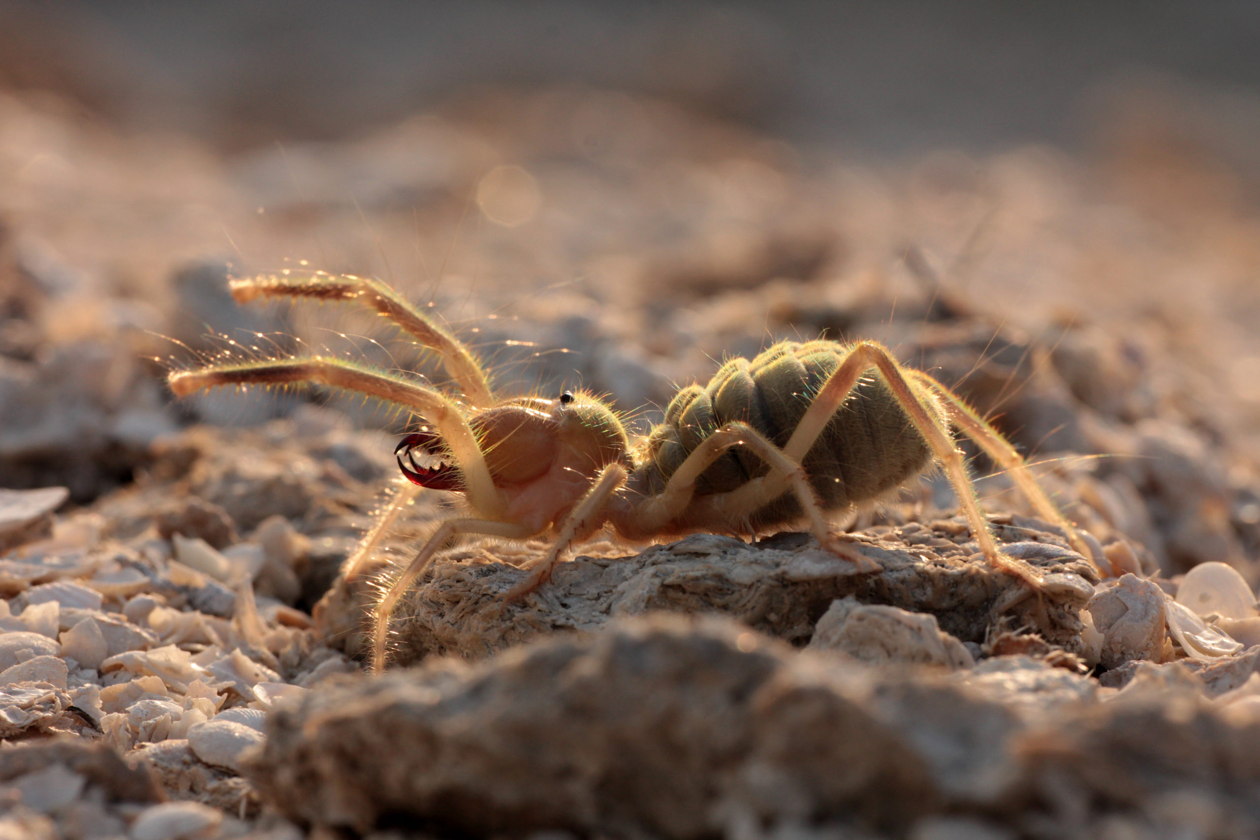 Camel Spider Eggs Under Skin