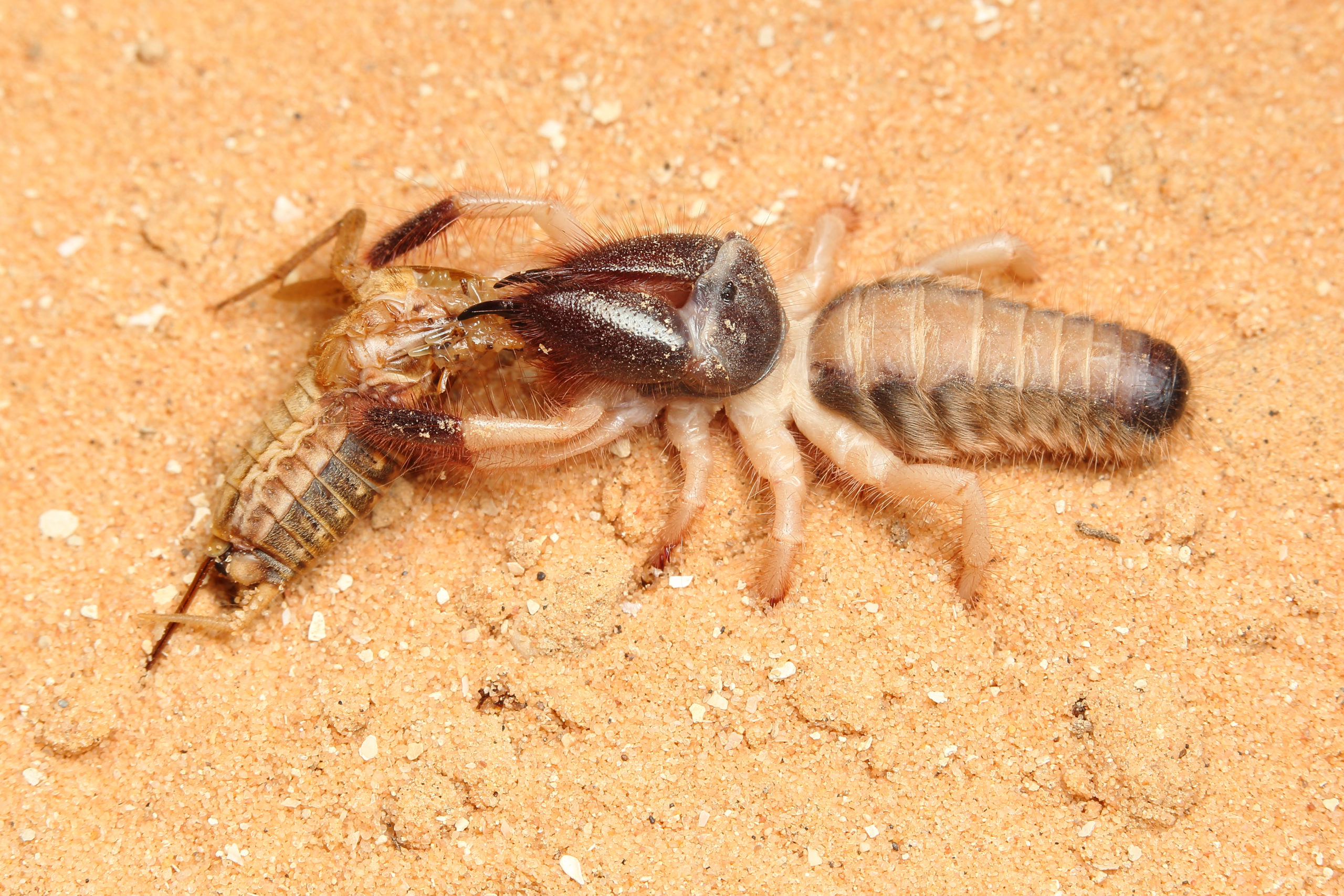 Respiration Makes Camel Spiders Potent Predators