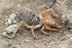 camel spider underground Solifugae,Is,An,Order,Of,Animals,In,The,Class,Arachnida