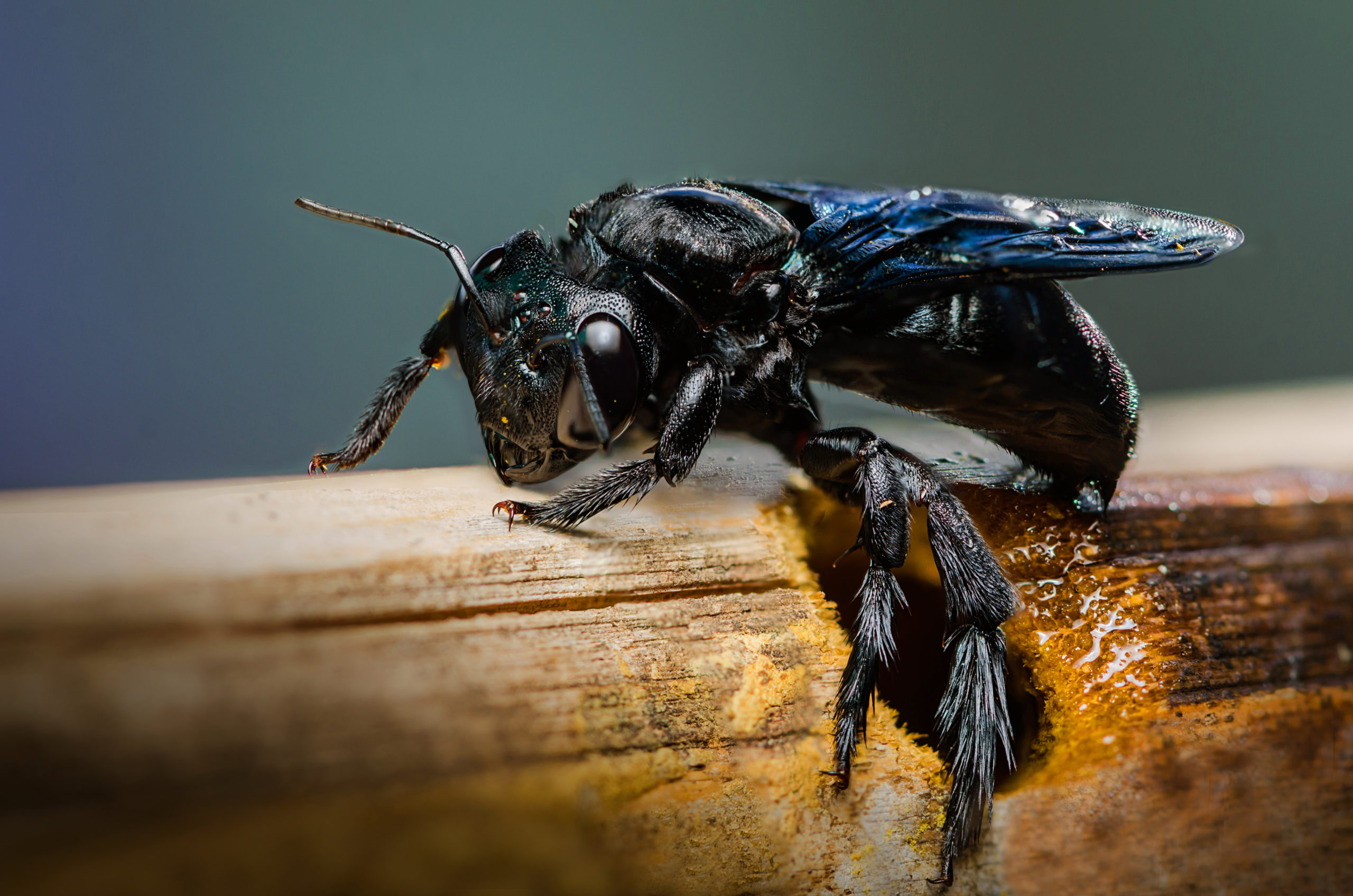 a carpenter bee on a piece of wood