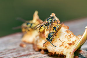 common pests cover Common,Wasps,(vespula,Vulgaris).,Common,Wasp,Eating,Ripe,Pear,Fruit.