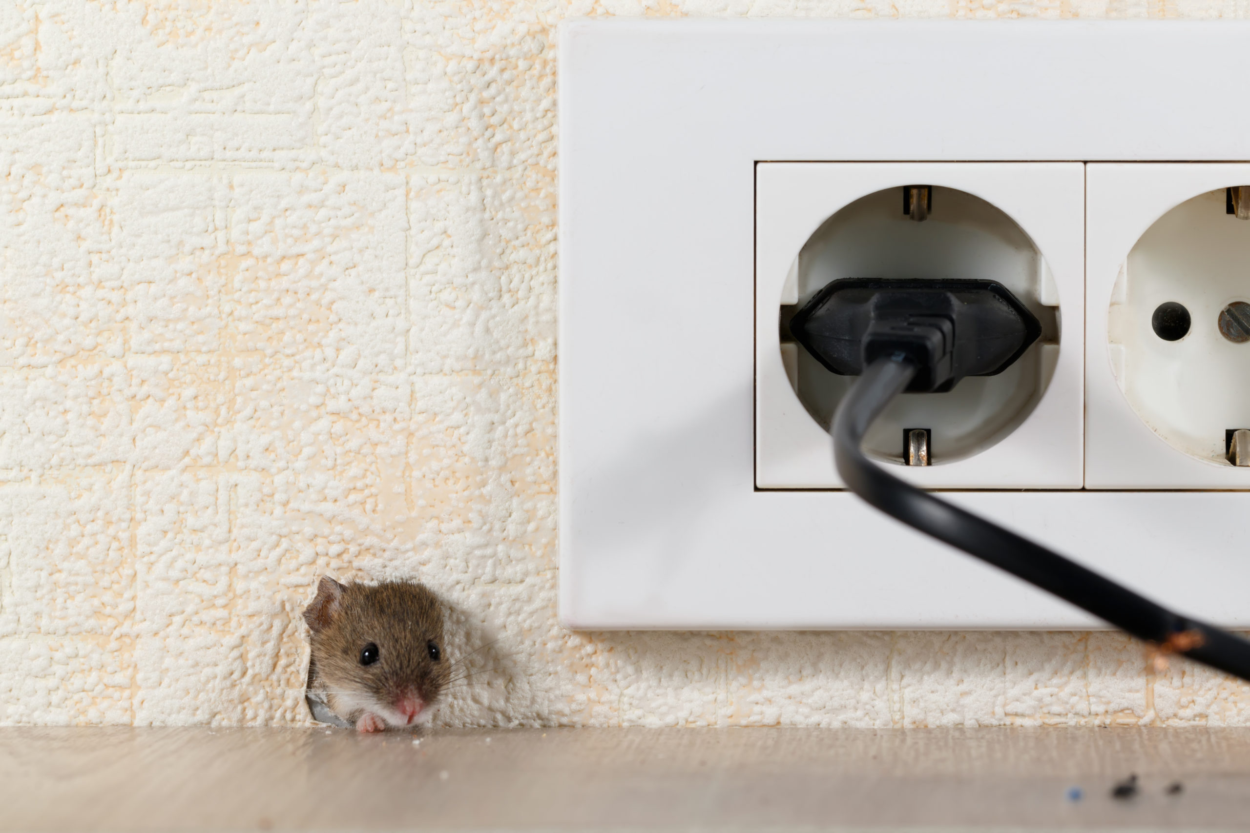 common pests mice scaled 6 Prevalent Late-Summer Pests
