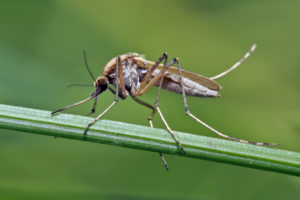 common pests mosquito Mosquito,Resting,On,The,Grass.,Male,And,Female,Mosquitoes,Feed