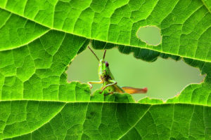 cricket v grass cover A,Green,Grasshopper,Is,Sitting,On,A,Green,Leaf.,Grasshopper