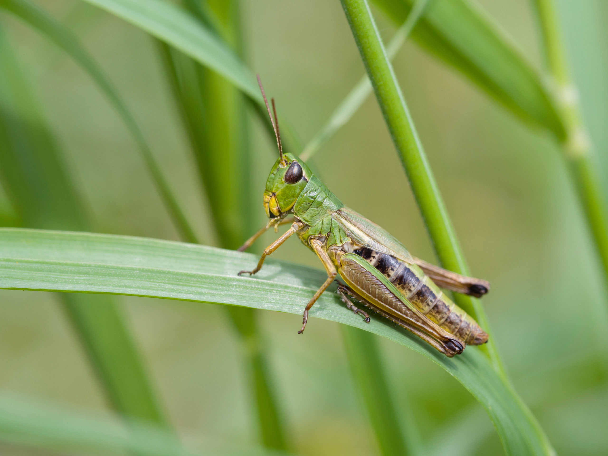 What's the Difference Between a Grasshopper and a Cricket?