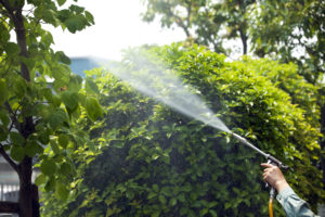 crickets v grass pest An,Image,Of,Chemical,Spraying