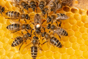 honey bees cover The,Queen,(apis,Mellifera),Marked,With,Dot,And,Bee,Workers
