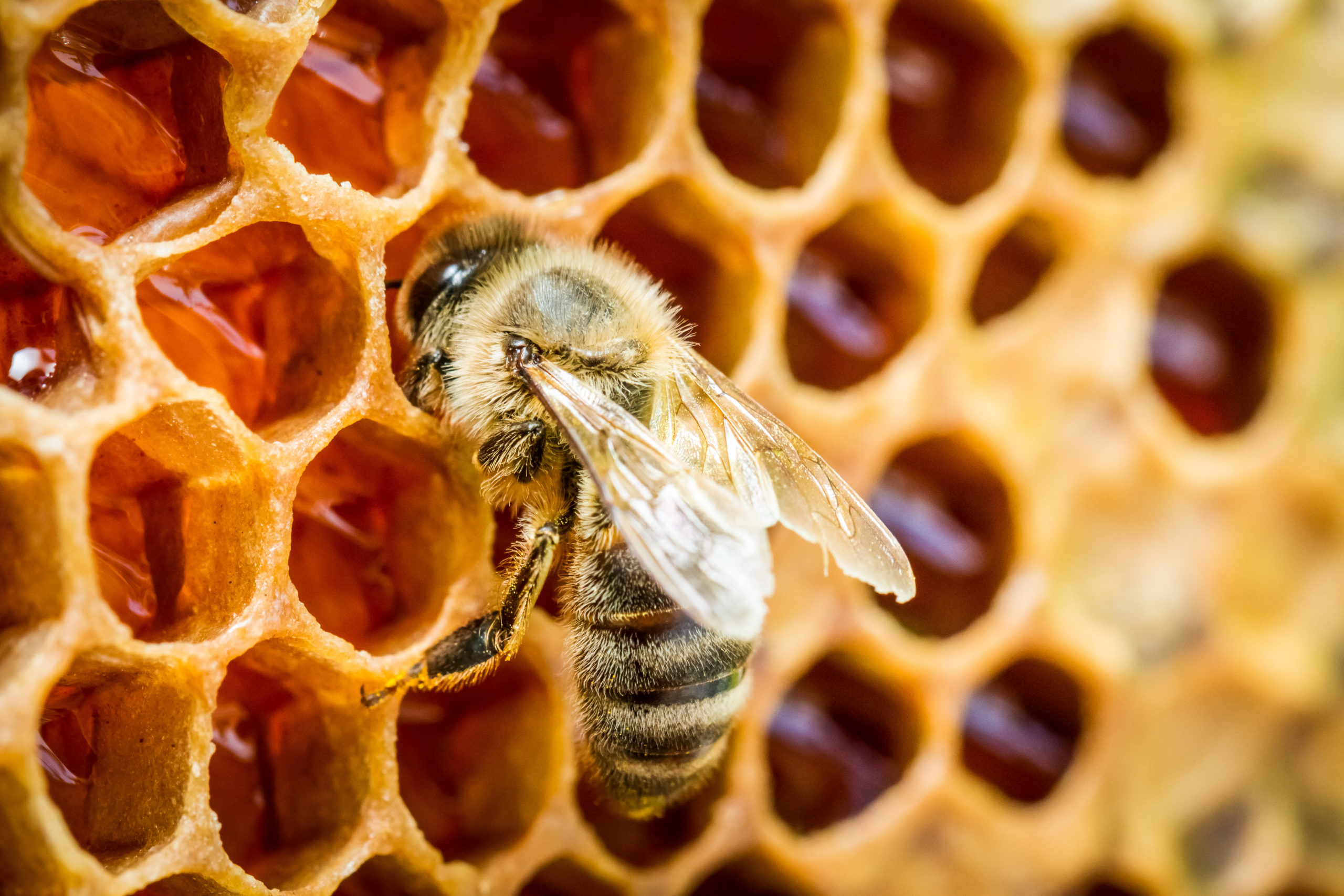 honey bees honey scaled 6 Hardworking Honey Bee Myths