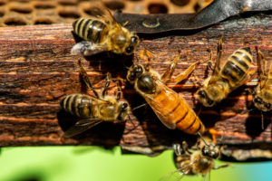 honey bees queen The,Queen,Bee,Swarm,-,Selective,Focus