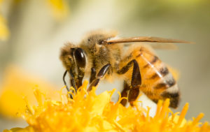 honey bees worker Honey,Bee,On,Yellow,Flower,,Close,Up,Macro
