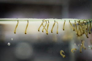 mosquito larvae larvae life Mosquito,Larvae.