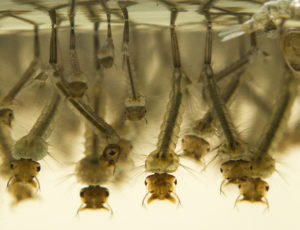 mosquito larvae why eat Mosquito,Larvae