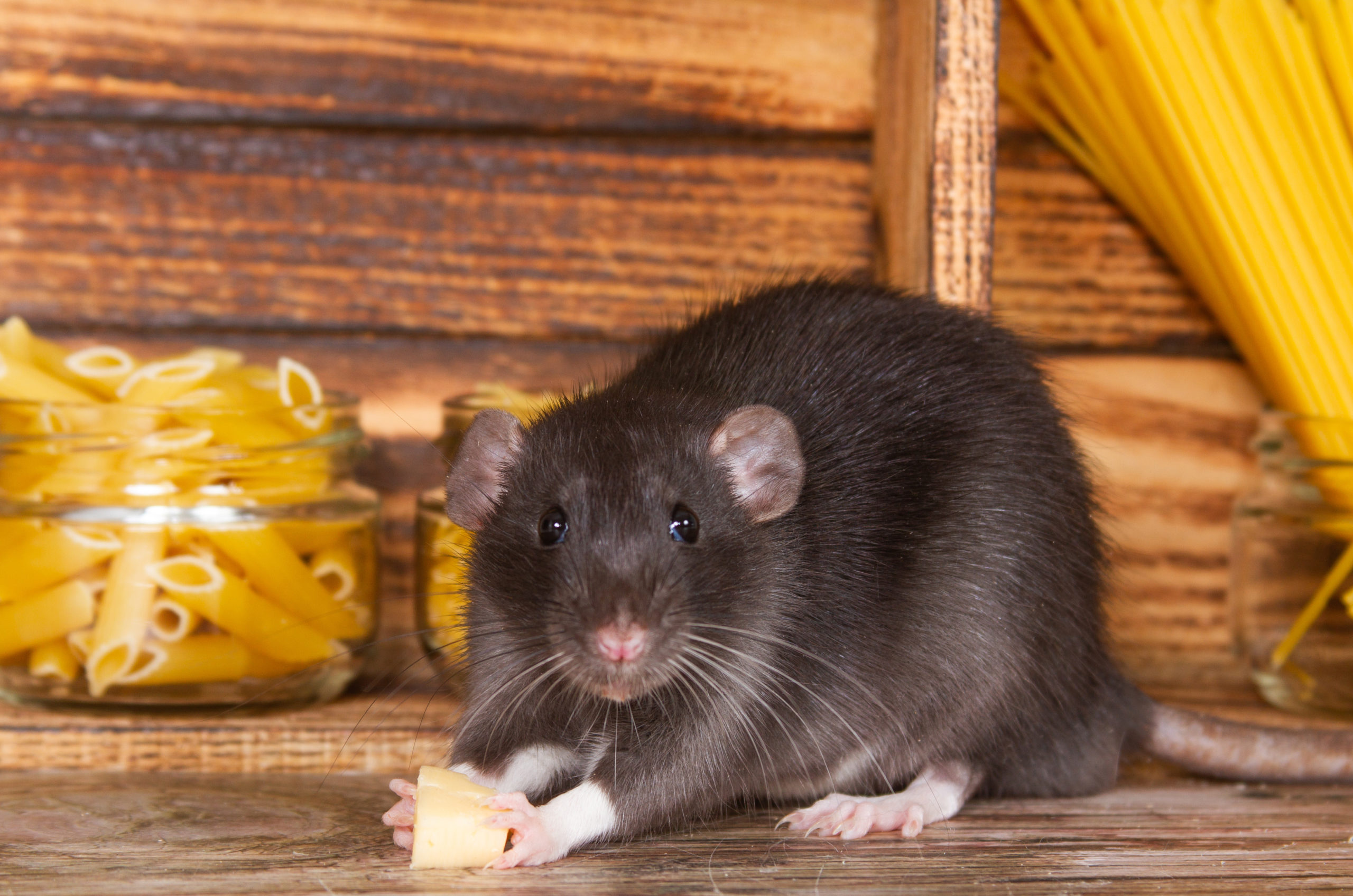 rat facts cover scaled 8 Surprising Facts About Rats