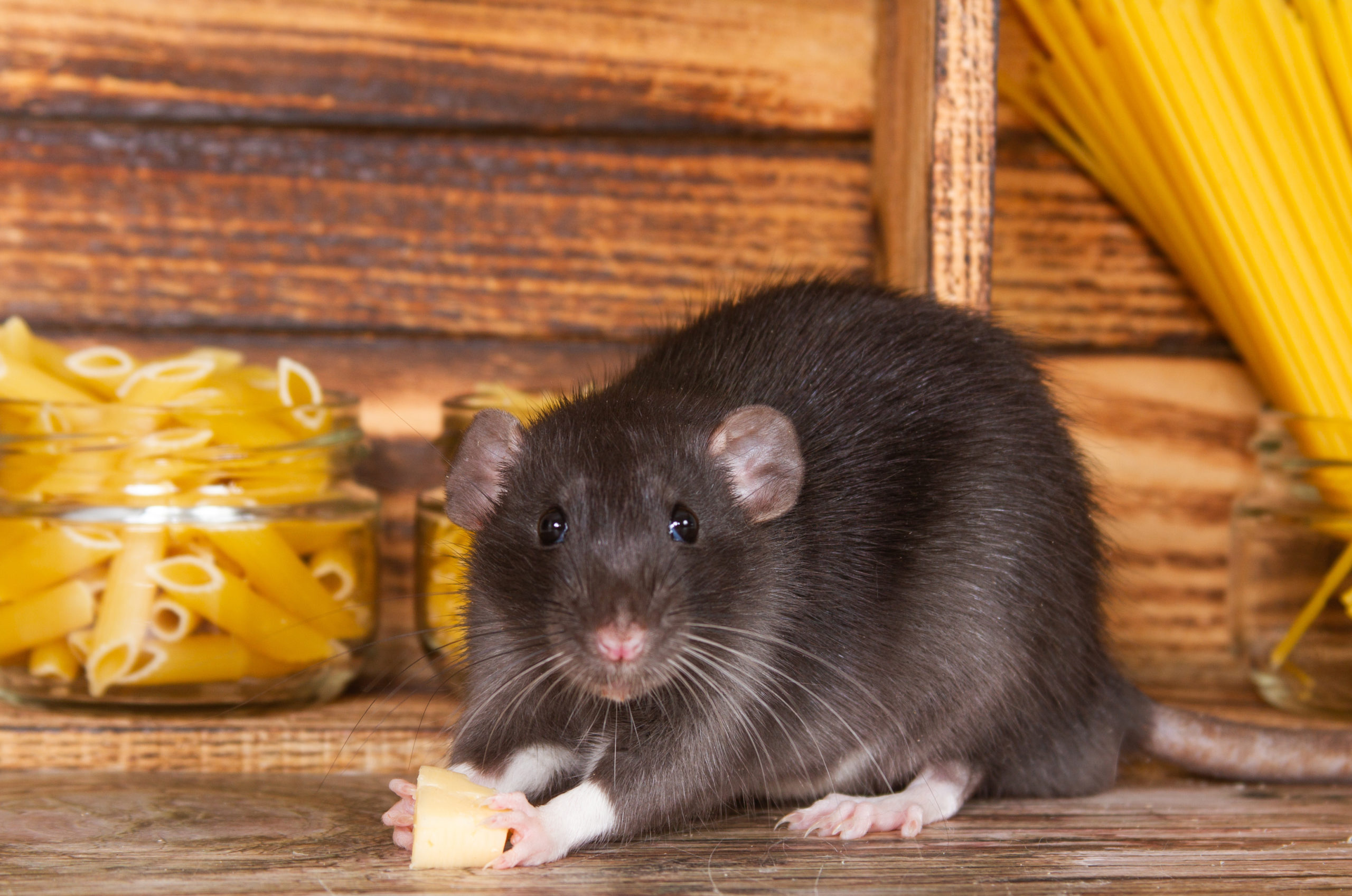 True or False - Cheese Is The Best Rodent Bait?: Pointe Pest Control