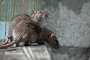rat facts fertile Brown,Rat