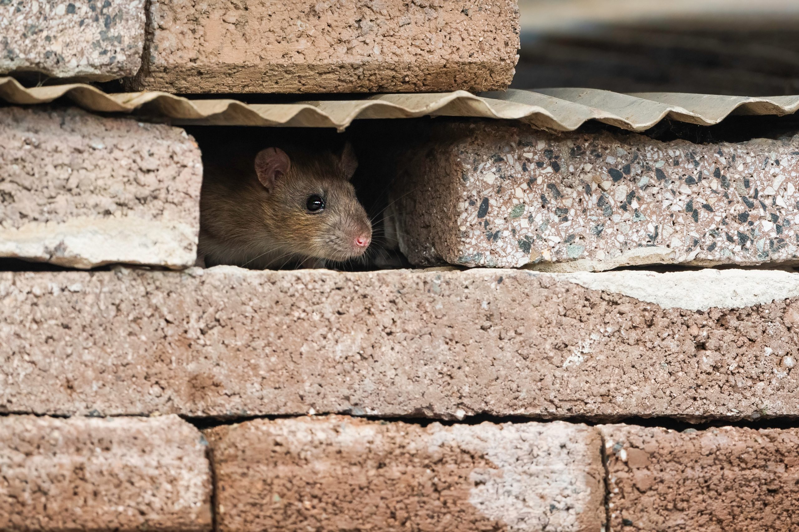 True or False - Cheese Is The Best Rodent Bait?: Pointe Pest Control