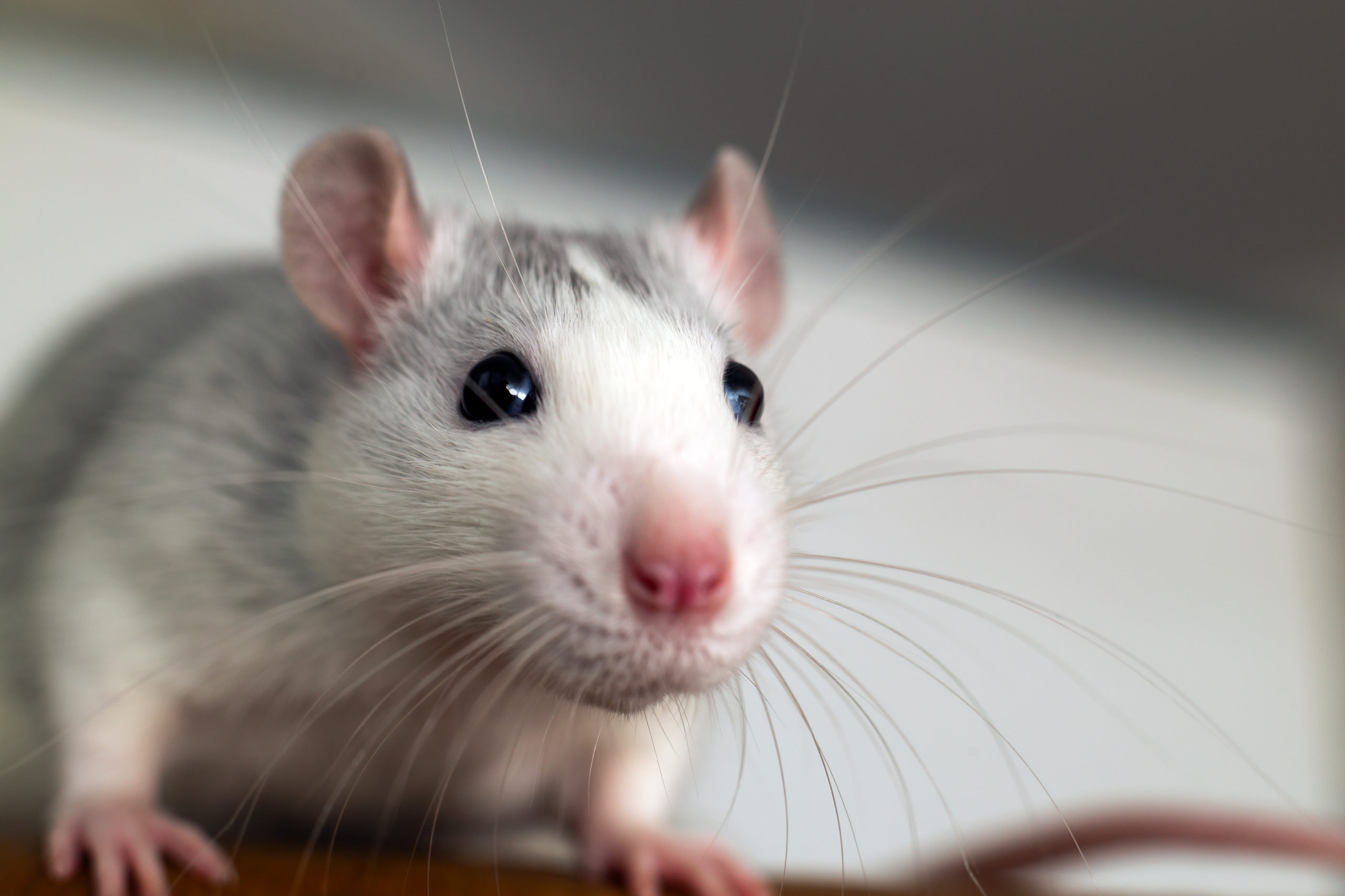 rat facts whiskers scaled 8 Surprising Facts About Rats