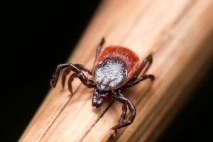 school pests ticks Close,Up,Photo,Of,Adult,Female,Deer,Tick,Crawling,On