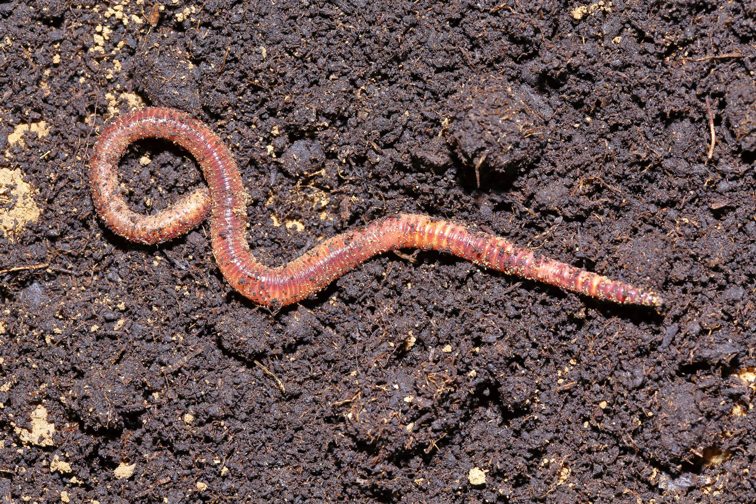 spongebob earthworm scaled Who are the Pests Under the Sea? - 5 Pests of SpongeBob SquarePants