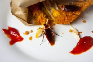 spongebob roaches Cockroach,Are,Eating,Food,(fried,Chicken),On,A,Plate,In