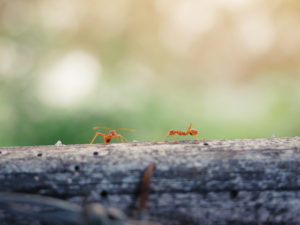 what if scarier ants Communication,Of,Ants.an,Ants,Is,Talking.
