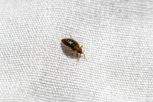 what if scarier bed bugs Bed,Bug,Extreme,Up,Close