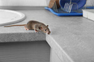 what if scarier rodents Cute,Little,Rat,On,Table,Near,Sink