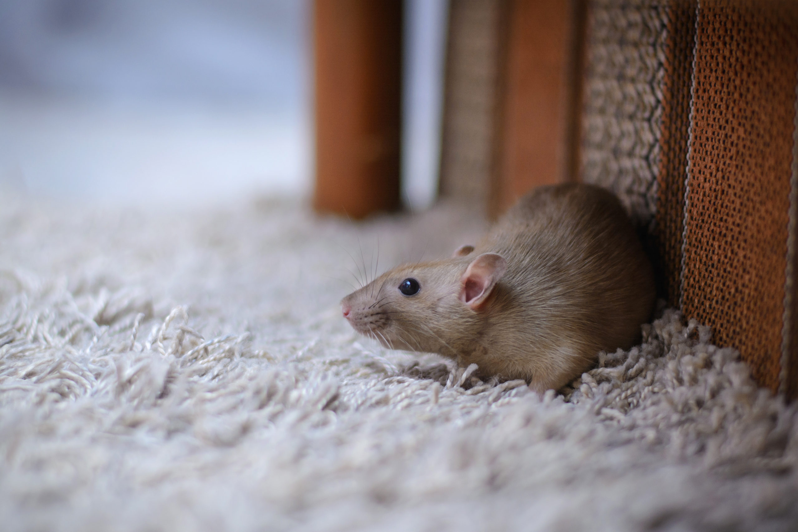 bedroom rodents scaled Ranking 7 Common Bedroom Pests From Not-So-Bad to Nightmarish