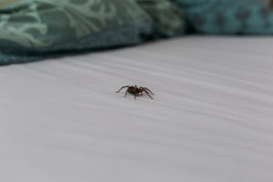 bedroom spider Spider,Crawling,Over,Bed,Sheet,In,Bedroom,,Side,View