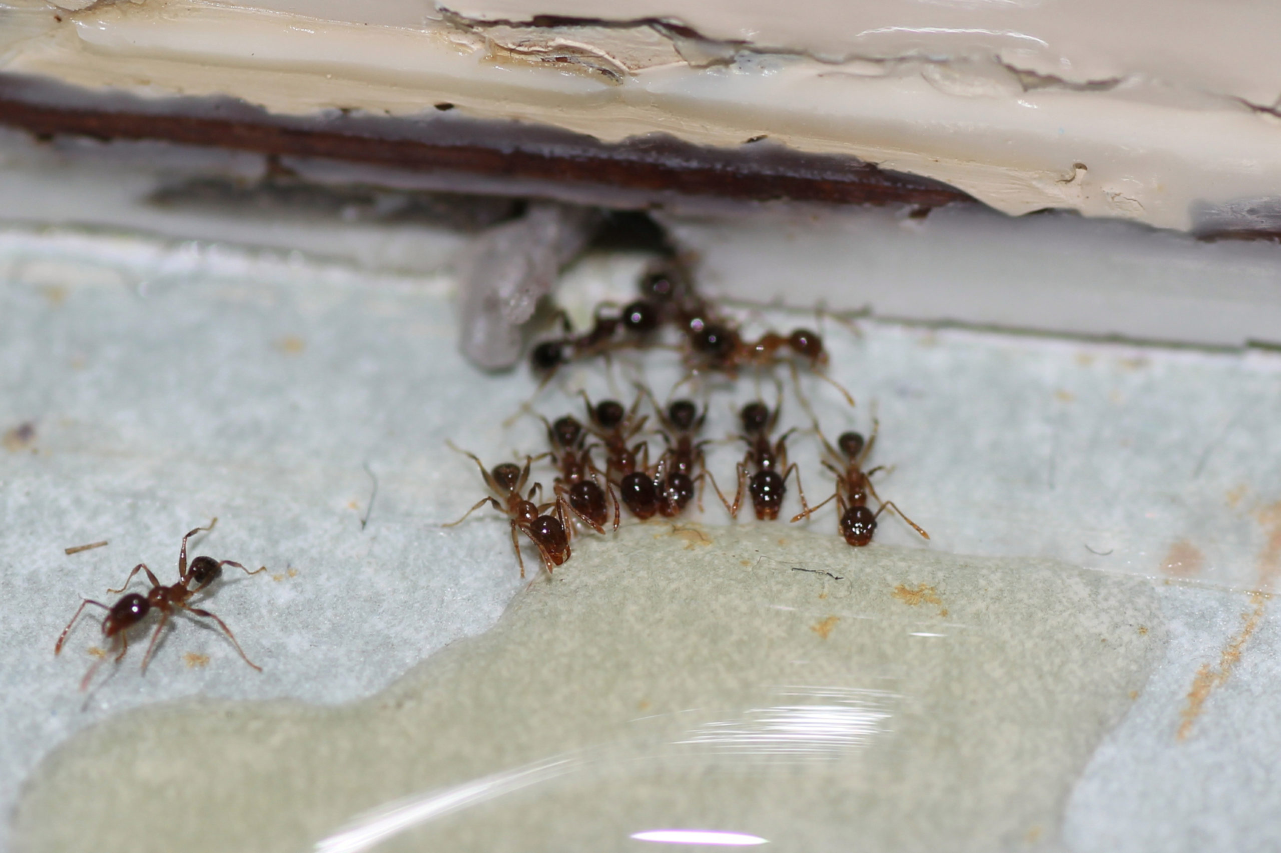 didnt know ant bait scaled 8 Things You Didn’t Know About Pest Control Services