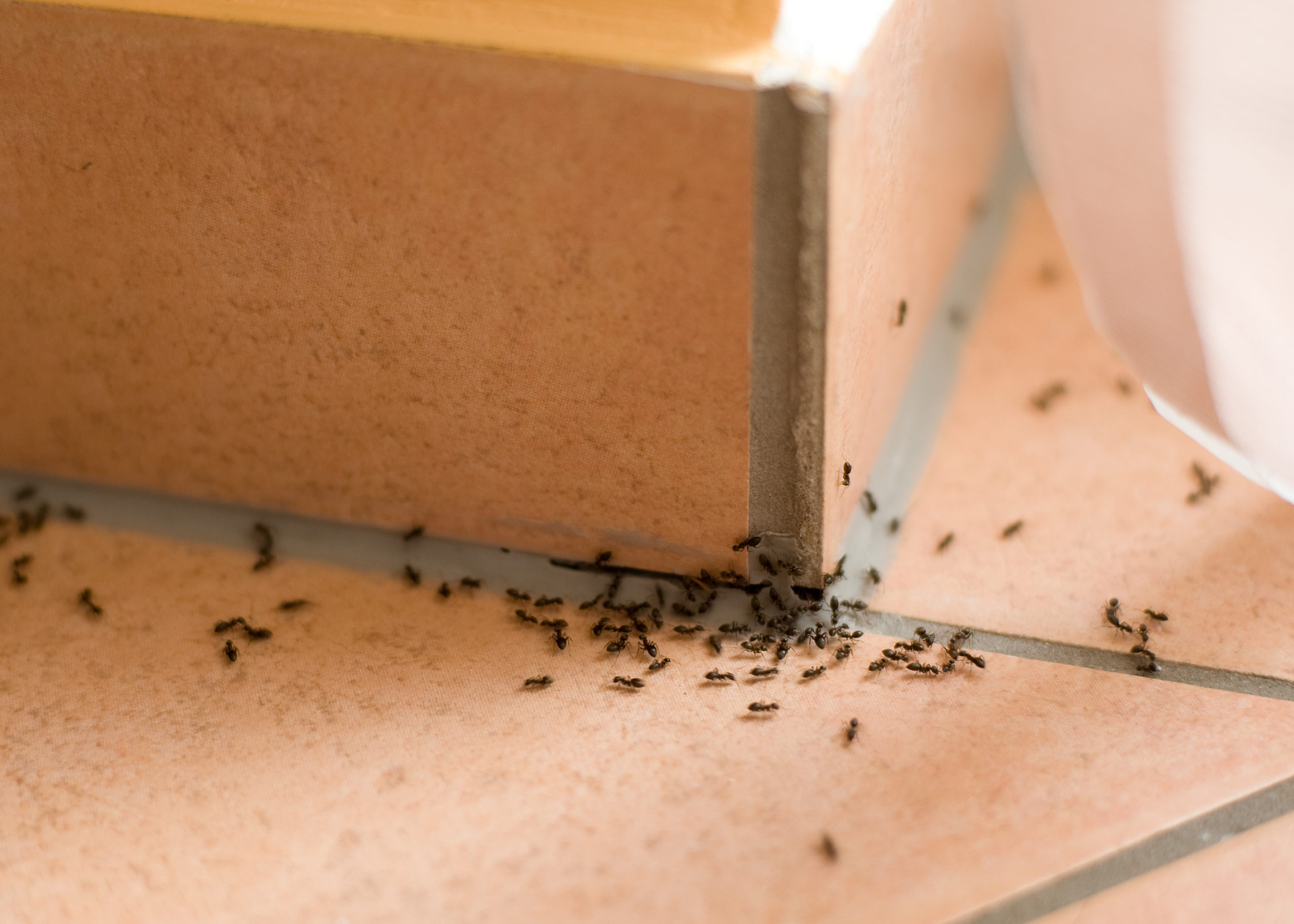 dont know dirty home scaled 8 Things You Didn’t Know About Pest Control Services