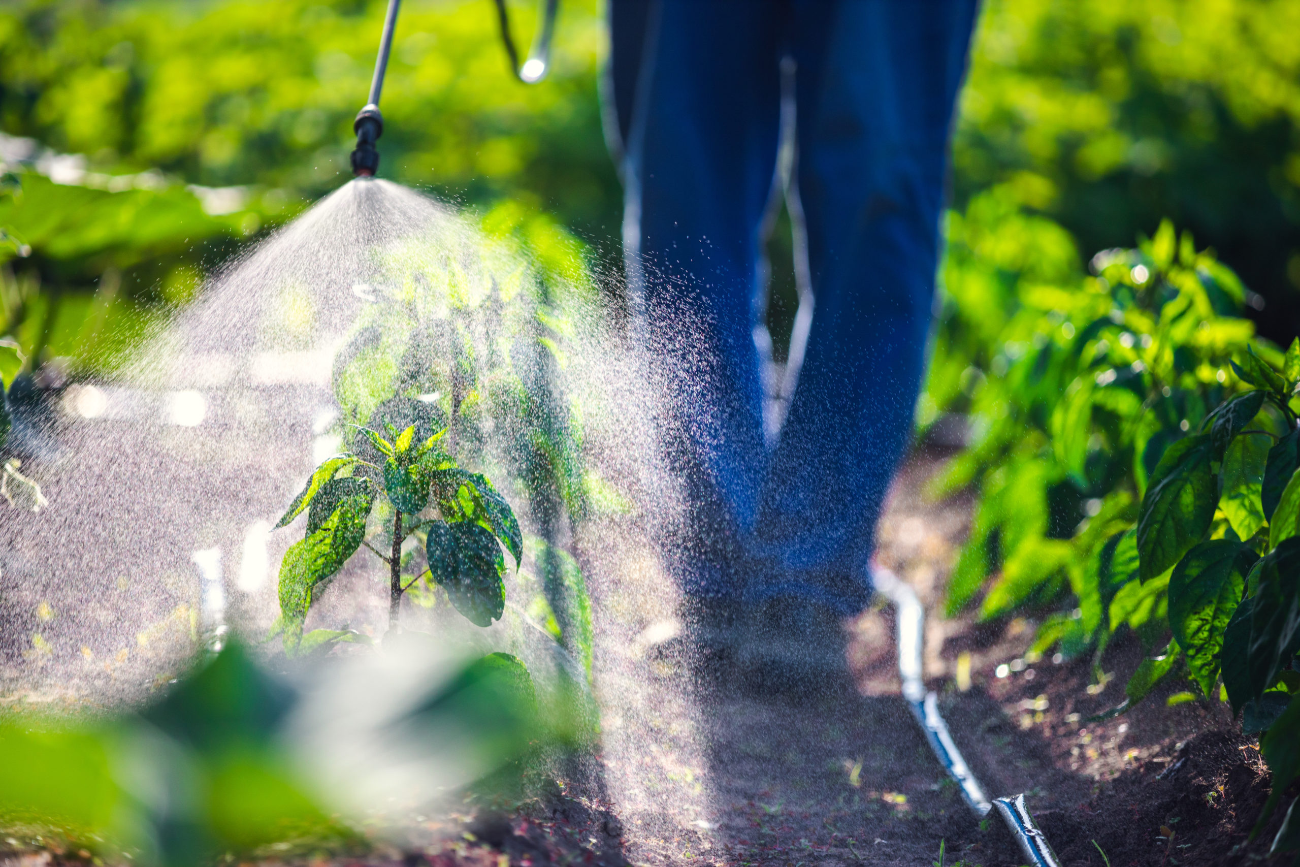 dont know pesticides scaled 8 Things You Didn’t Know About Pest Control Services