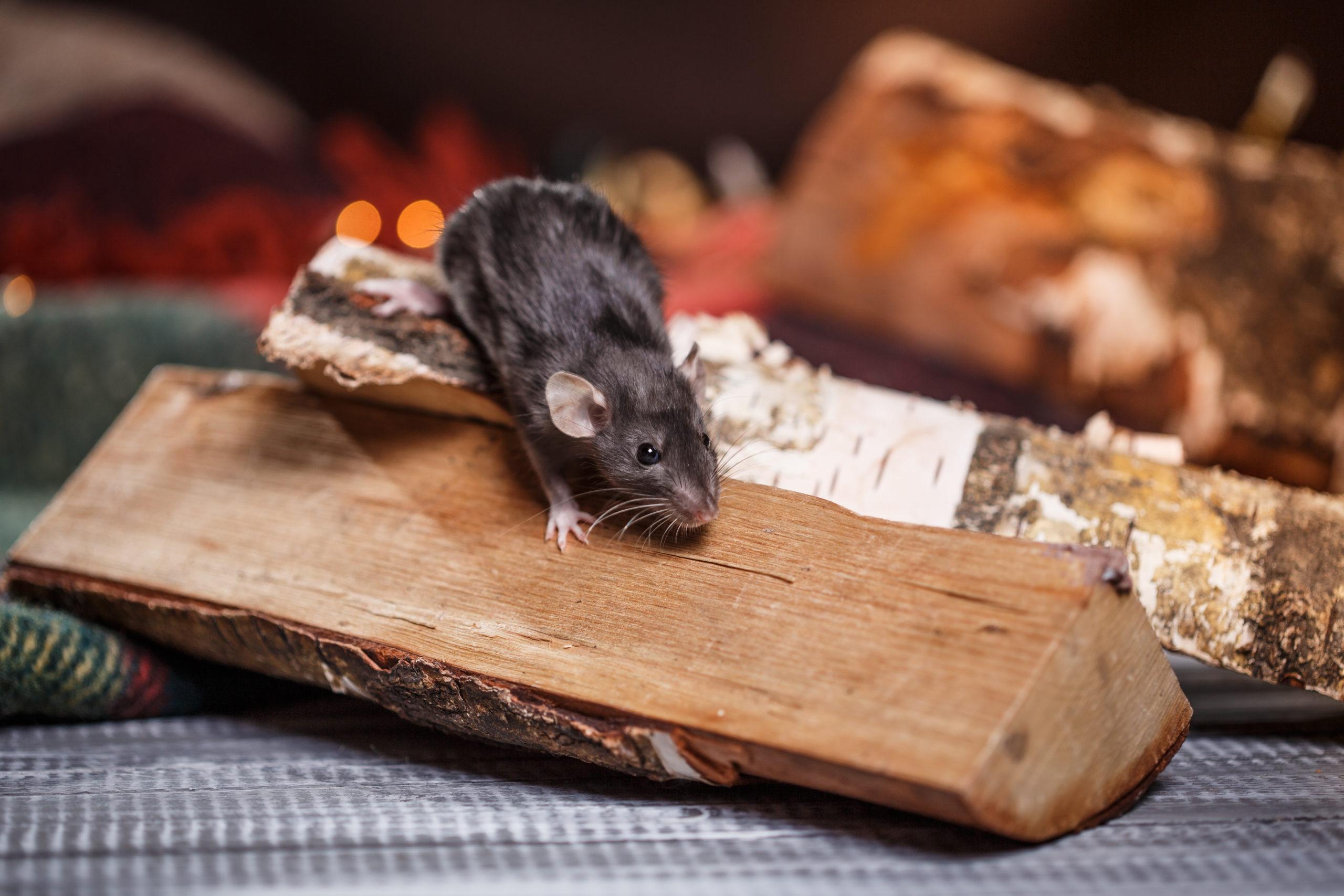 dont know winter scaled 8 Things You Didn’t Know About Pest Control Services