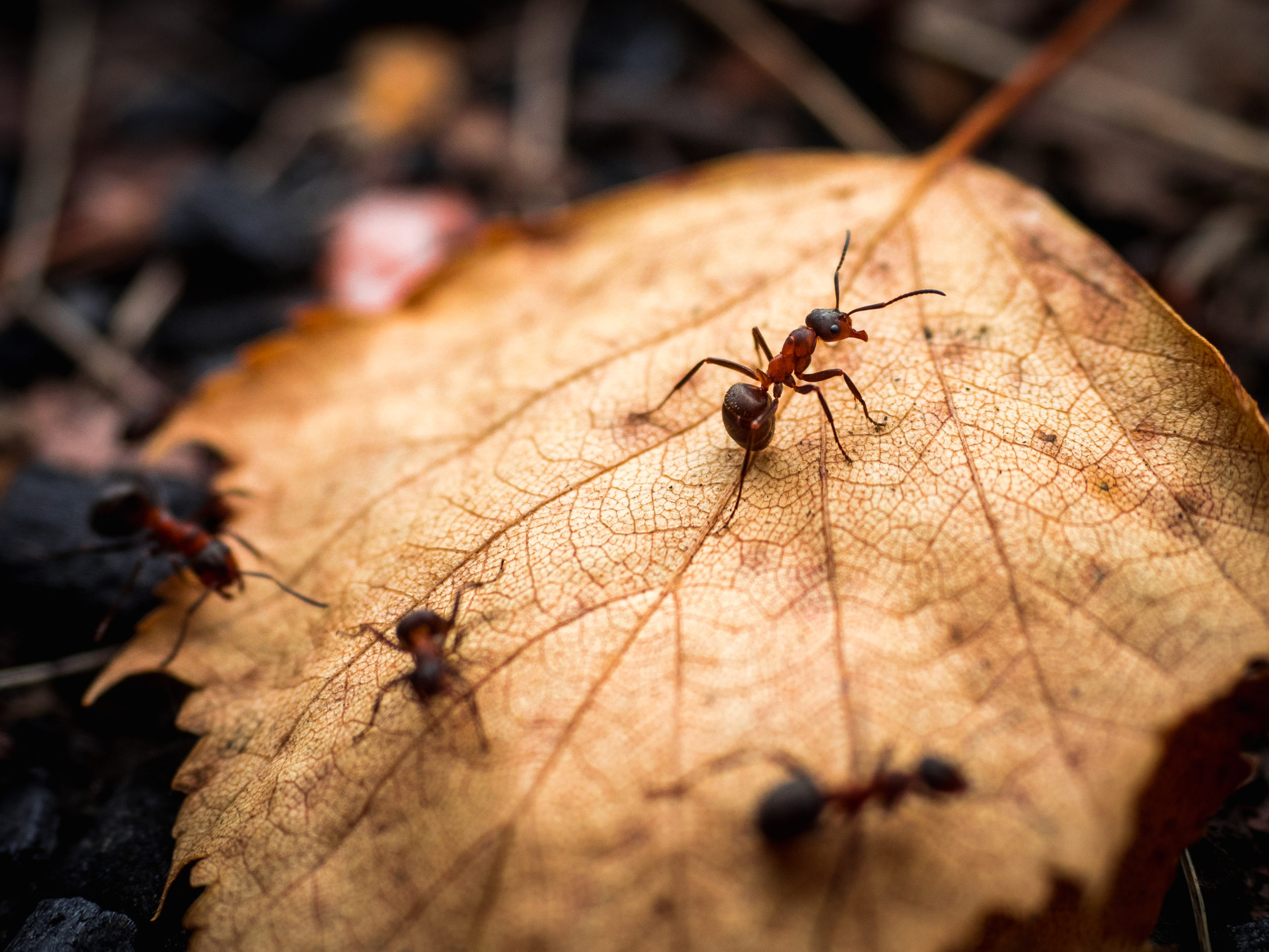 leaf piles ants scaled 6 Pests that Love Autumn Leaf Piles
