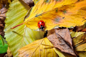 leaves beetles Ladybug,On,The,Fallen,Yellow,Leaves,In,The,Fall.,Insects