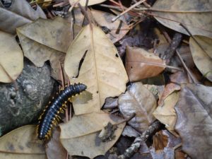 leaves centipedes Centipede,Left,Placement