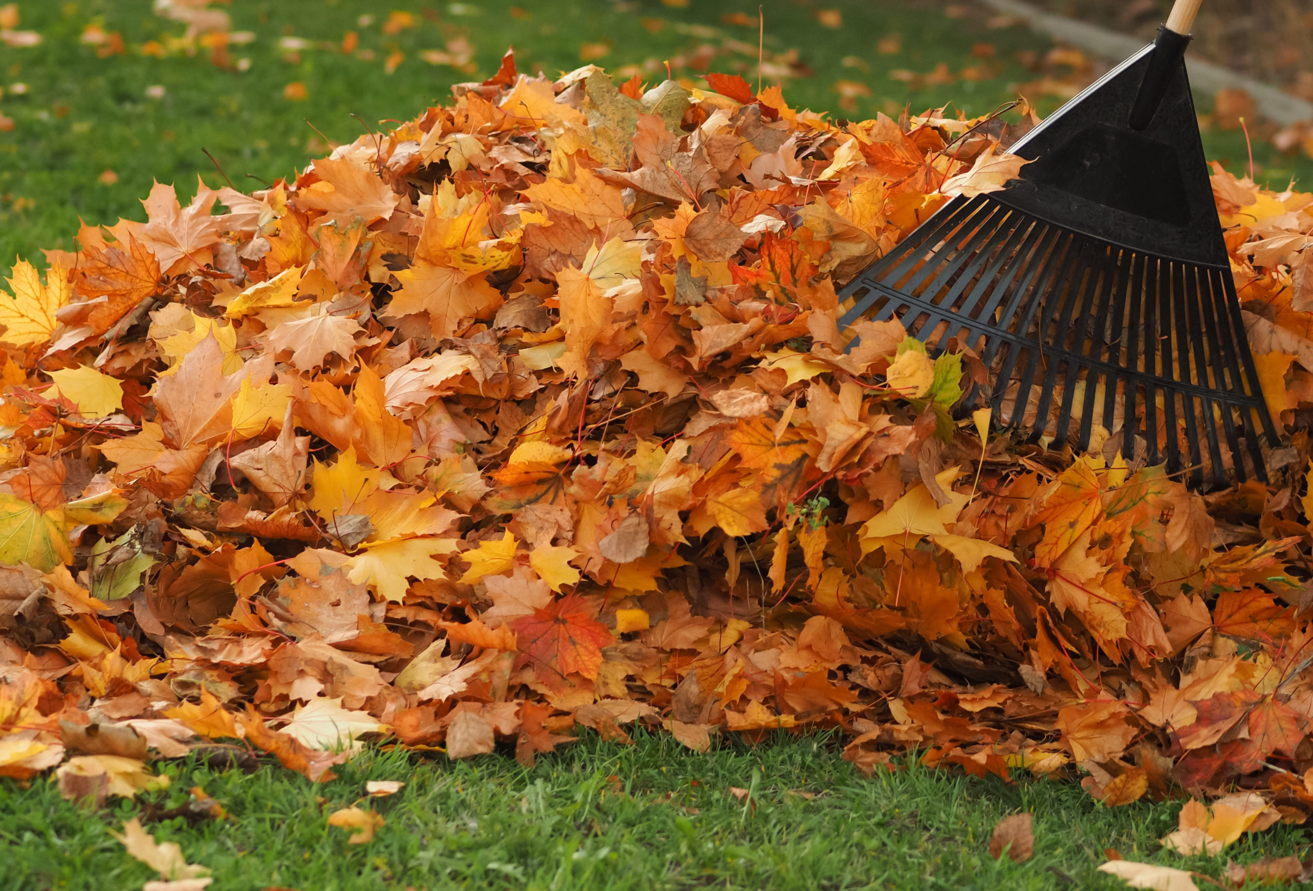 leaves cover scaled 6 Pests that Love Autumn Leaf Piles
