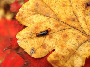 leaves earwigs European,Earwig,(forficula,Auricularia),On,A,Colorful,Oak,Leaf