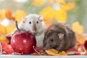 leaves rodents Lovely,Domestic,Rats,In,The,Fall