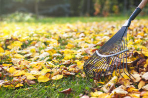 prevent fall pests yard Rake,With,Fallen,Leaves,At,Autumn.,Gardening,During,Fall,Season.
