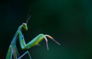 star wars pests gutkurr European,Mantis,(mantis,Religiosa),Or,Praying,Mantis,Insect,Of,Arthropoda