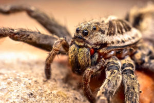 star wars pests trench Macro,Shot,Of,A,Wolf,Spider
