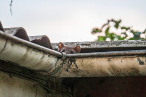 urban v rural p1 cover Stone,Marten,Peeks,Out,Of,A,Gutter