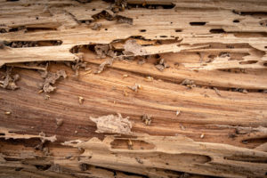 urban v rural p2 termites Background,Image,Traces,Of,Wood,That,Is,Eaten,By,Termites,