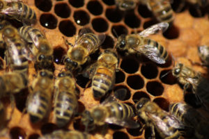 categories eusocial This,Is,A,Bee-yard,For,Adult,Worker-bee.