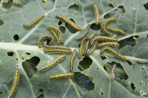 categories garden Cabbage,Leaf,Covered,With,Caterpillars,Pest